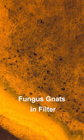 fungus gnats in a filter